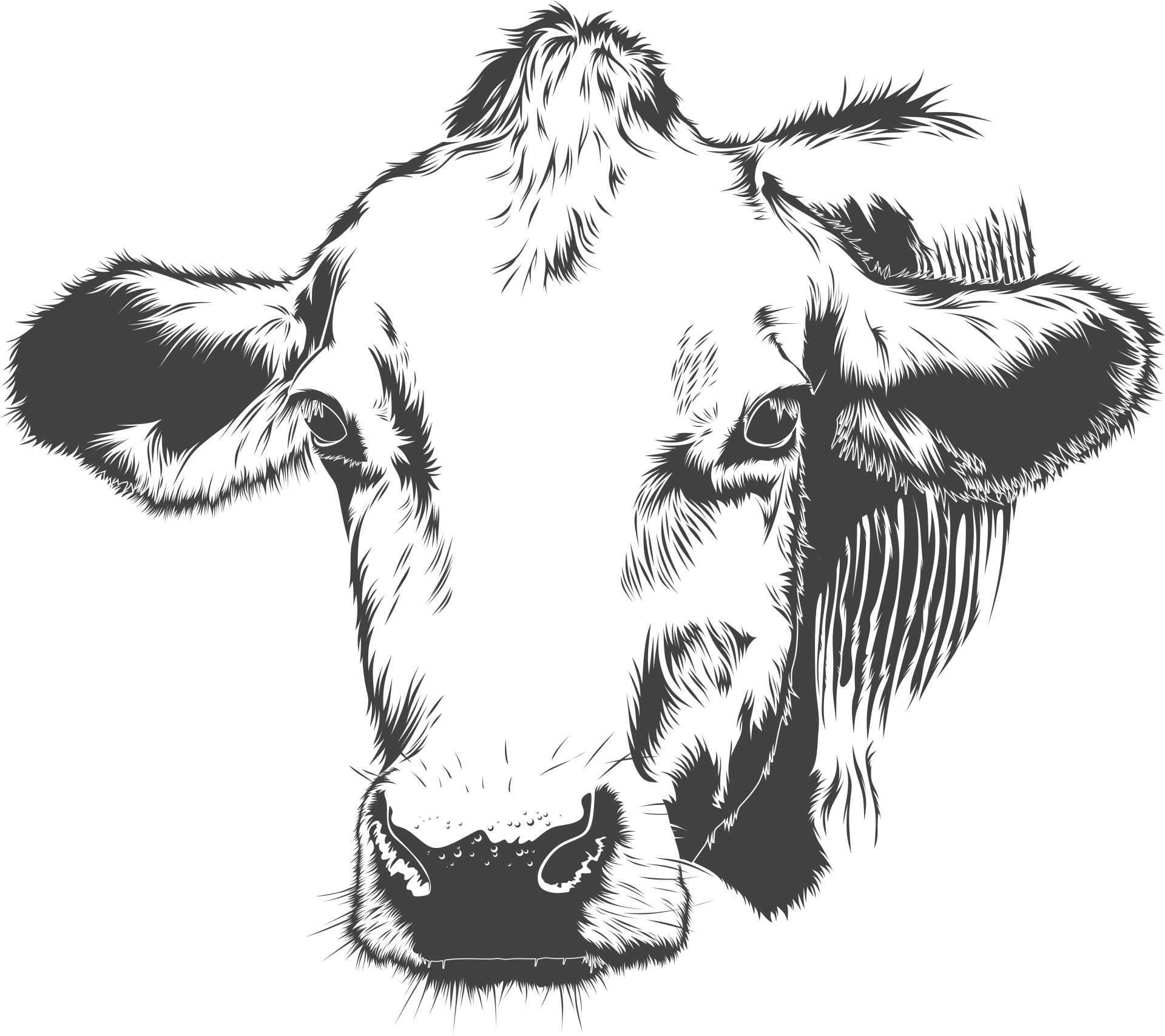 cow-1712150_1920