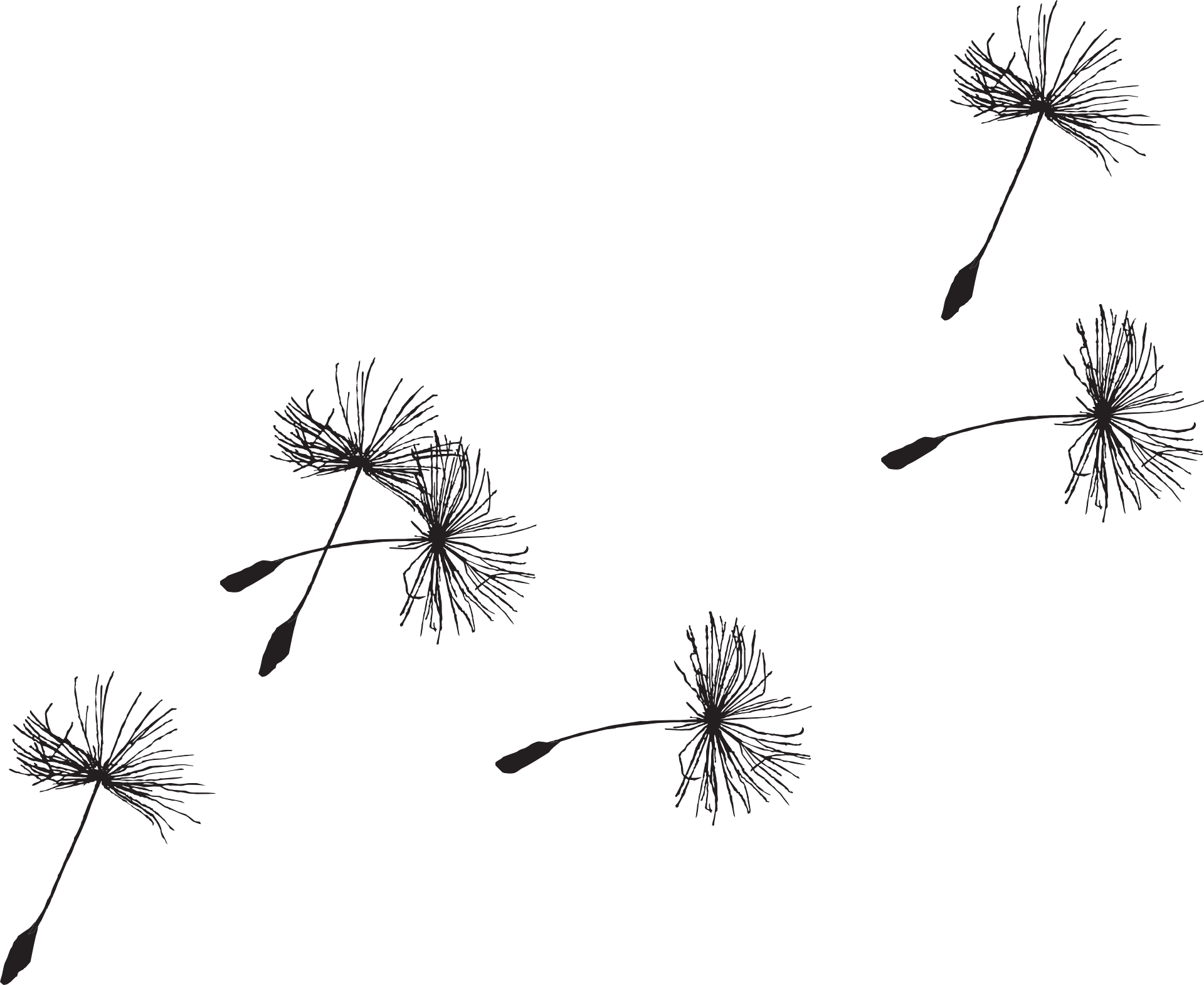 dandelion-335222_1920