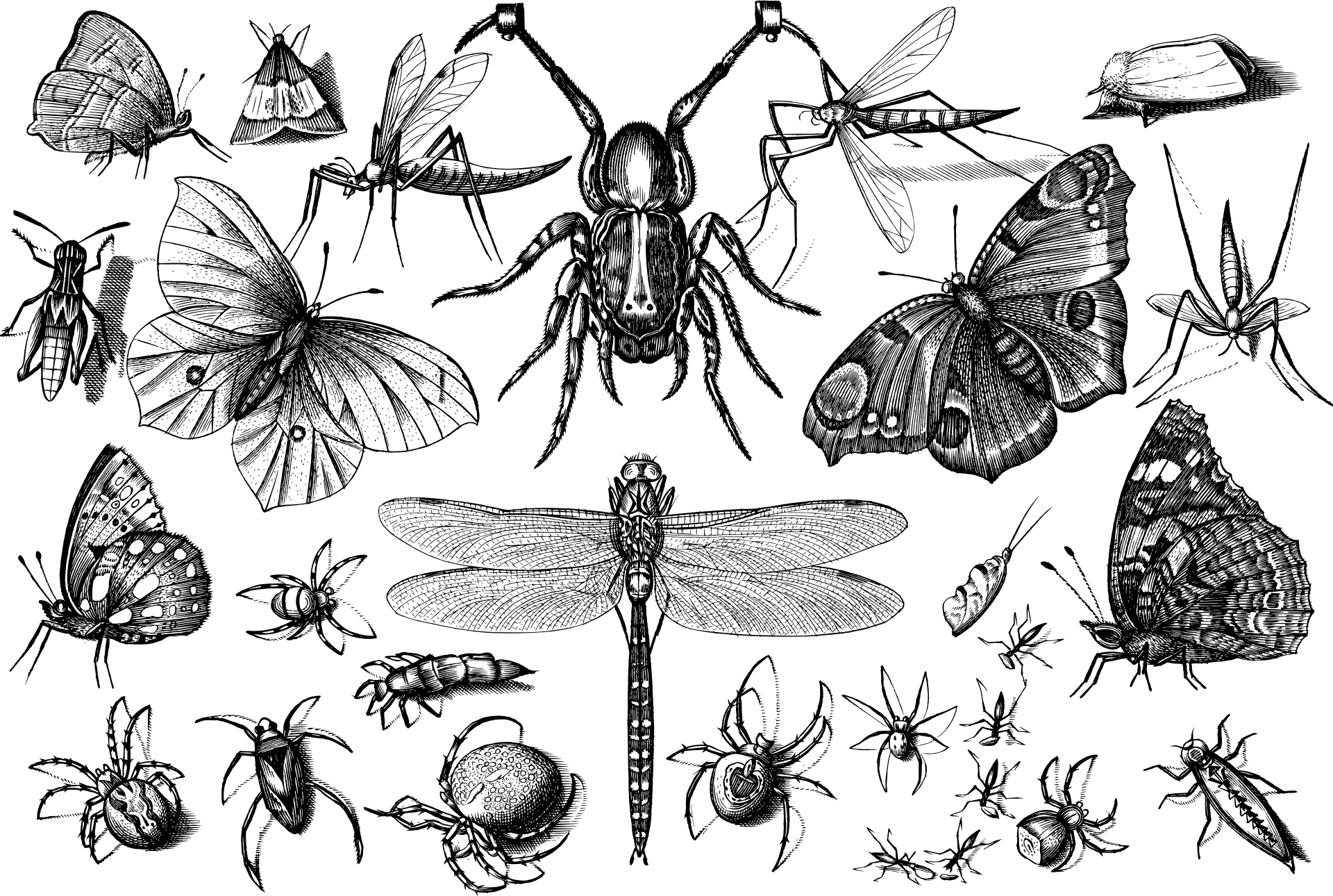 insects-4798274_1920